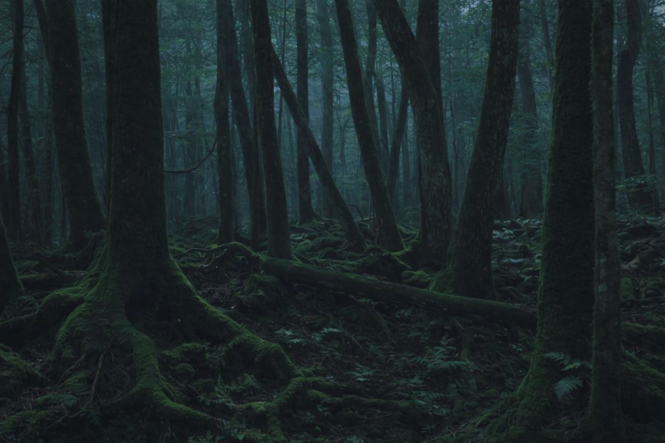 Aokigahara Forest at the base of Mount Fuji