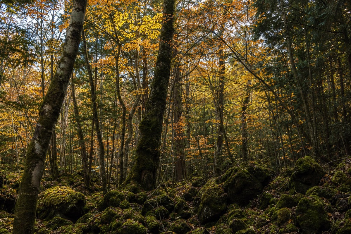 Aokigahara Forest in autumn colour