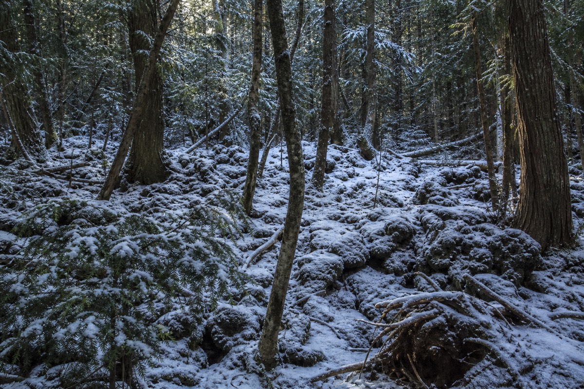 Aokigahara Forest dusted with winter snow