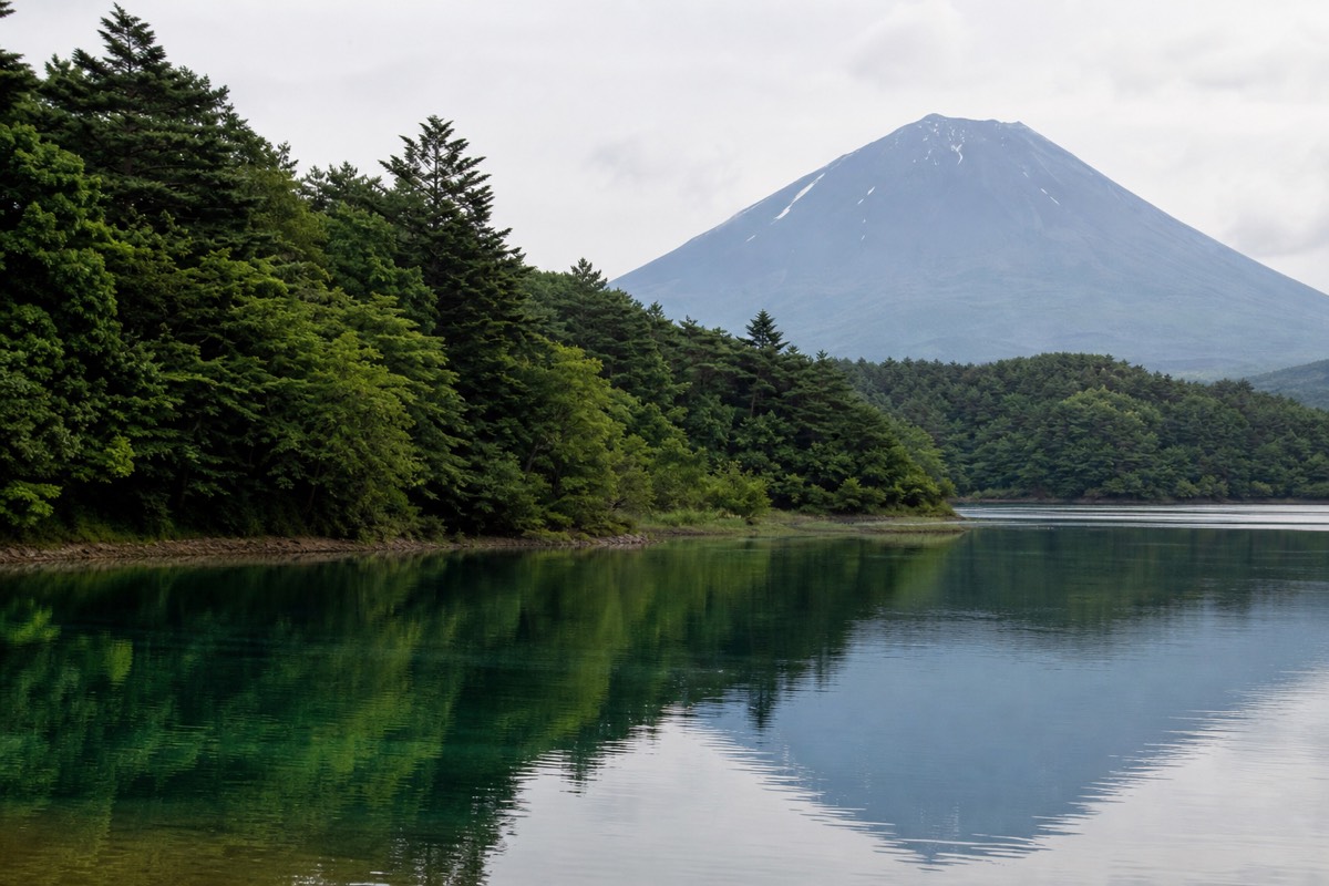 The forested shoreline of Lake Saiko, near Aokigahara