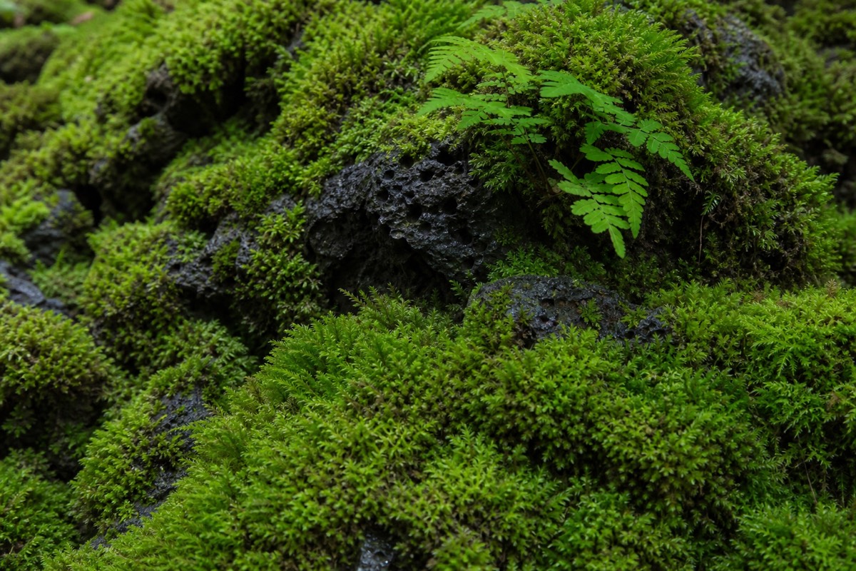 Aokigahara Forest at the base of Mount Fuji