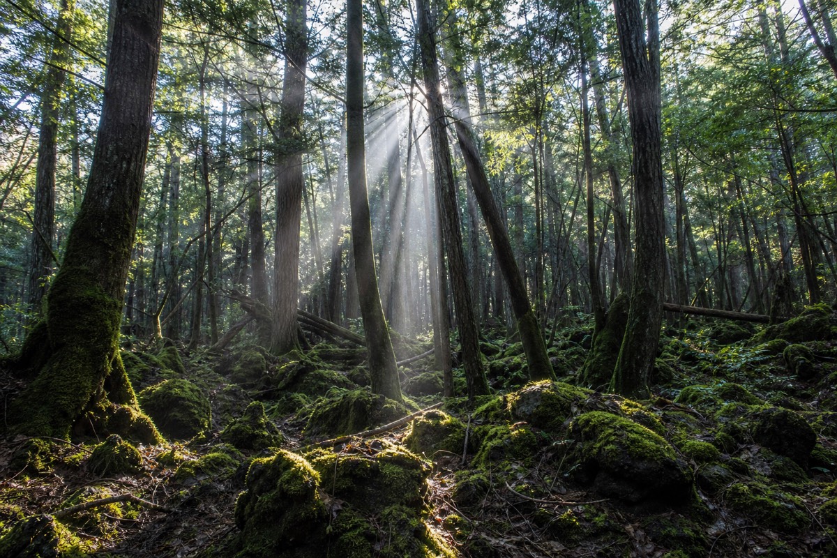 Aokigahara Forest at the base of Mount Fuji