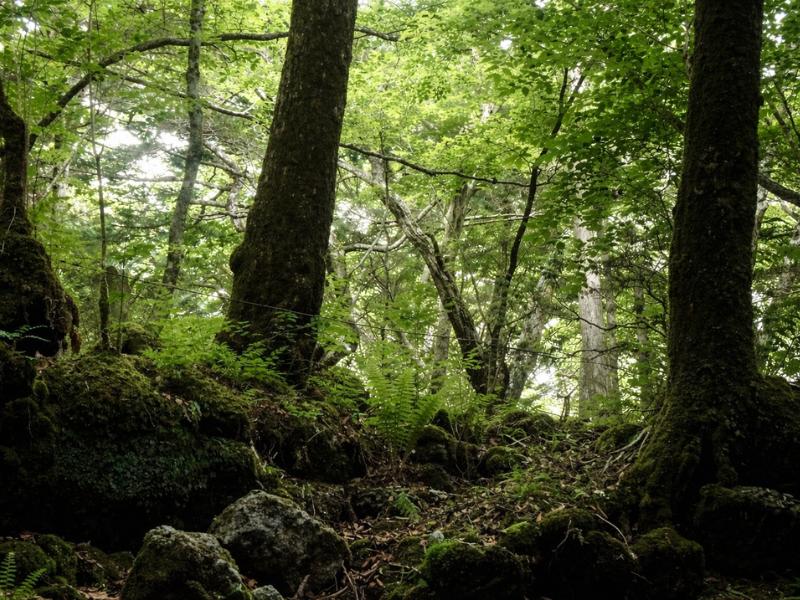 Japan's Most Famous Forest: Guided Aokigahara Trekking Tour