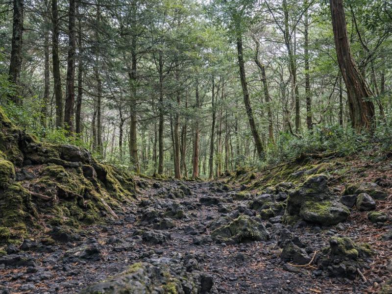 Tokyo Mt. Fuji Secret Places & Aokigahara Forest Guided Tour