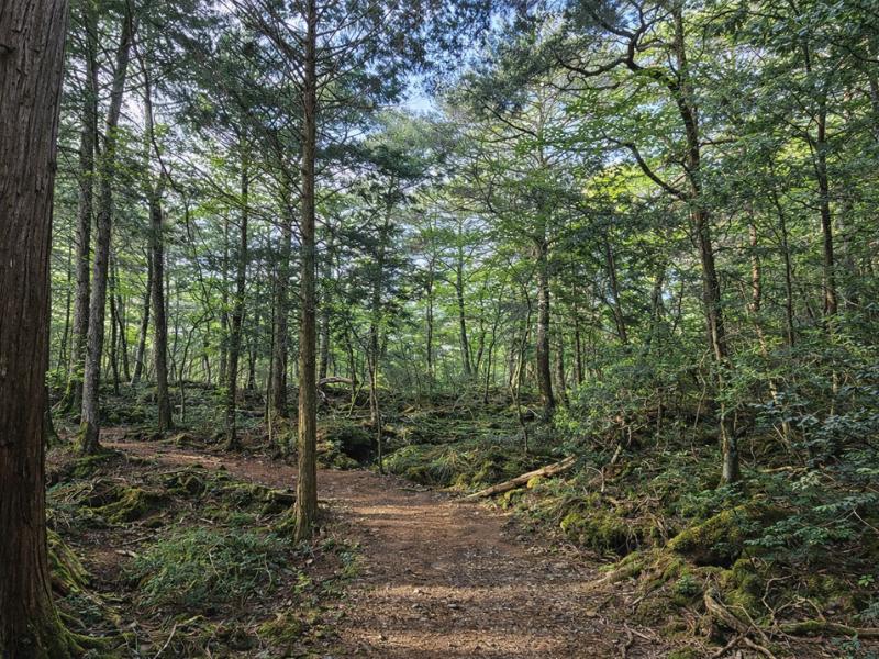 our mission in Aokigahara